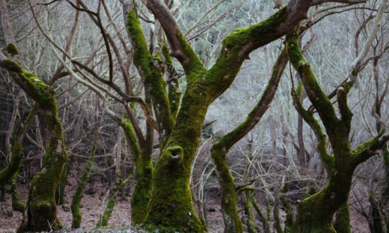 Πλανητερο_2